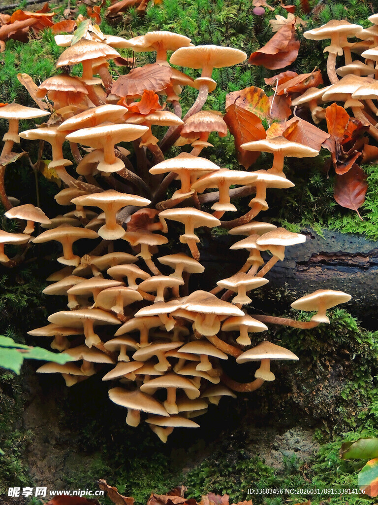 林间簇生的橙黄色蘑菇