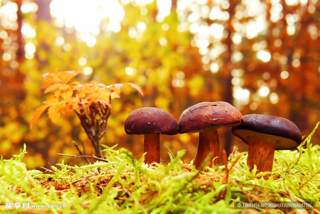 秋日森林中的蘑菇景观