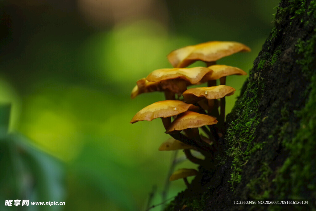 树干上生长的黄色蘑菇群