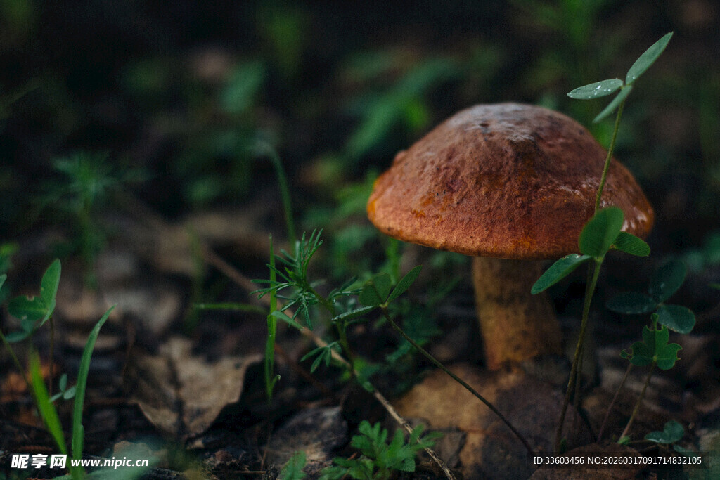森林中的棕色蘑菇