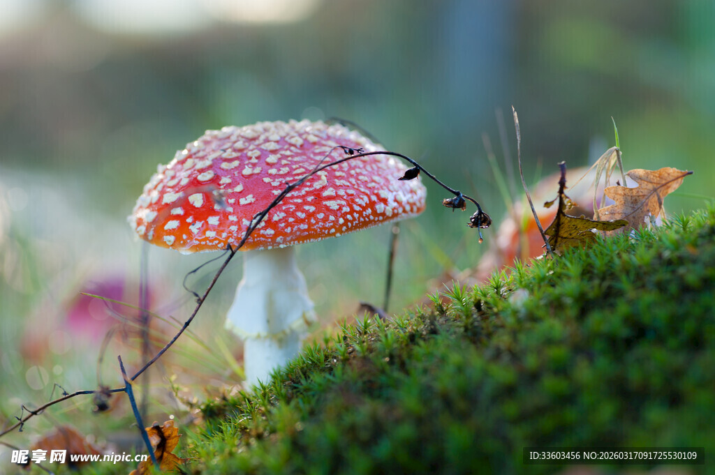 森林中娇艳的红白斑点蘑菇
