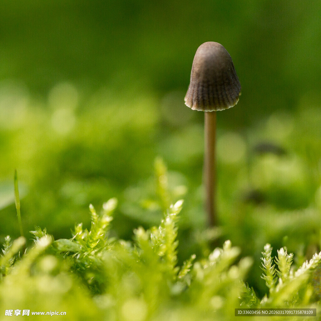 草丛中的小巧蘑菇