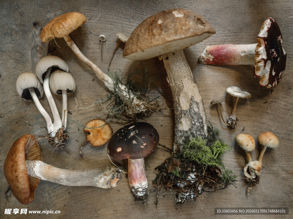 多样野生蘑菇特写展示