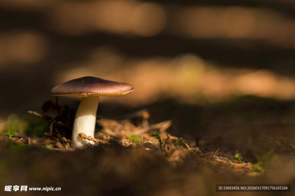 森林中独株蘑菇特写