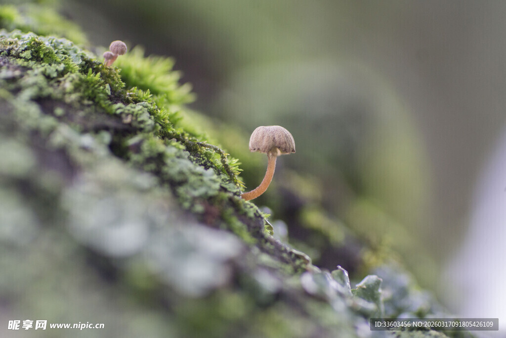 青苔上的小蘑菇