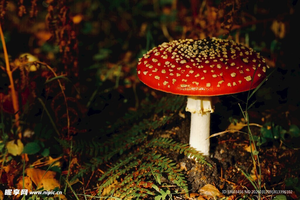 森林中的红色斑点蘑菇