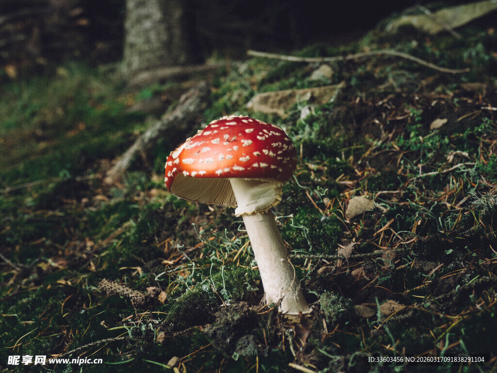 森林中的红色蘑菇