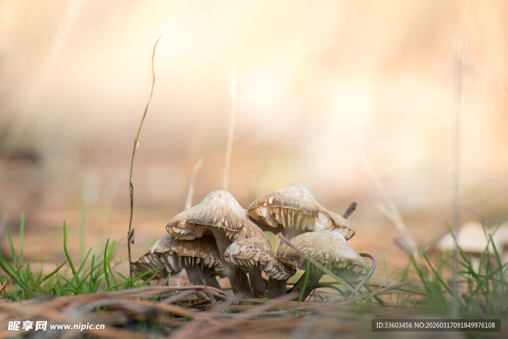 草丛中的绒毛状神秘物体