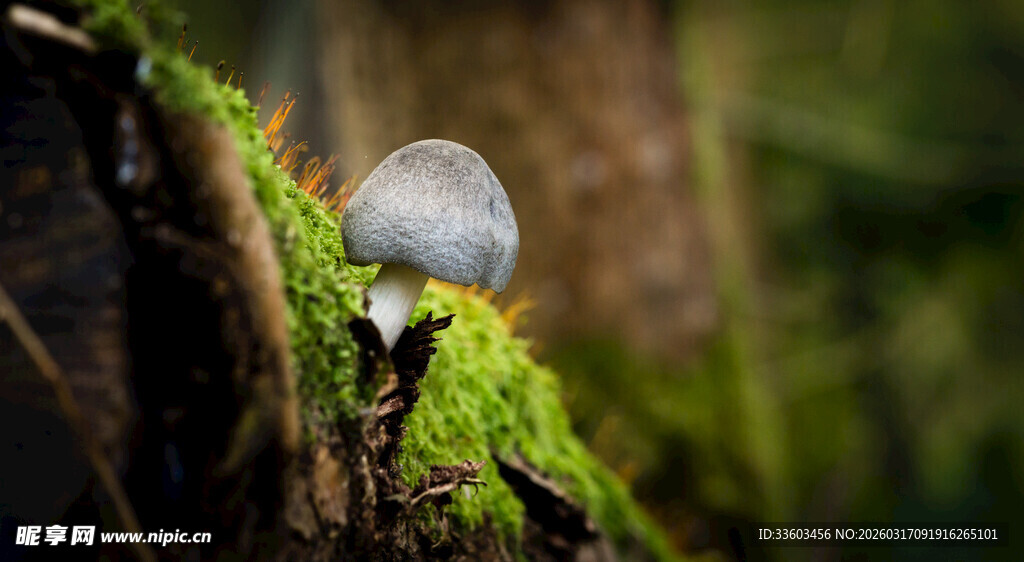 树干上的蜗牛与翠绿苔藓