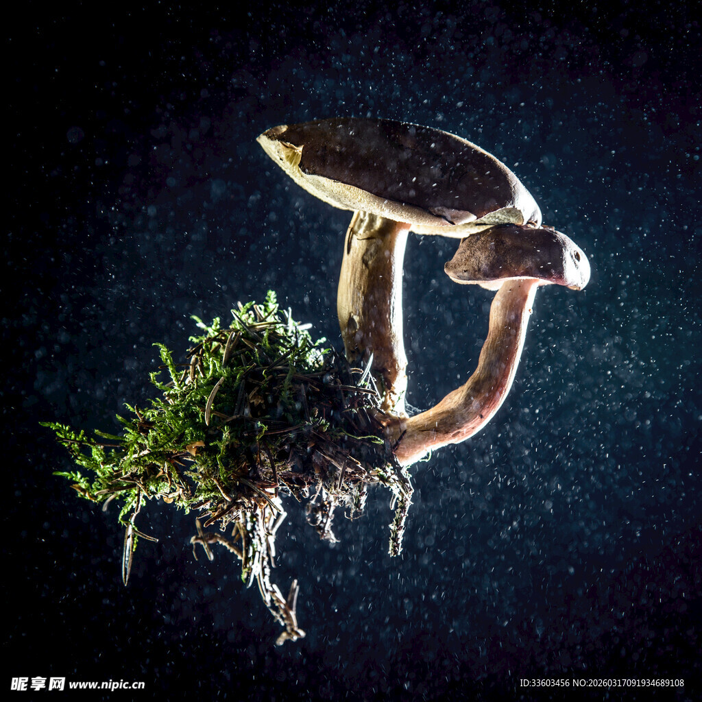 悬浮蘑菇与翠绿苔藓景观