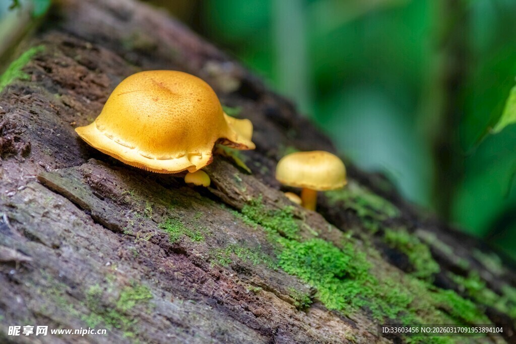树干上的两朵黄色小蘑菇