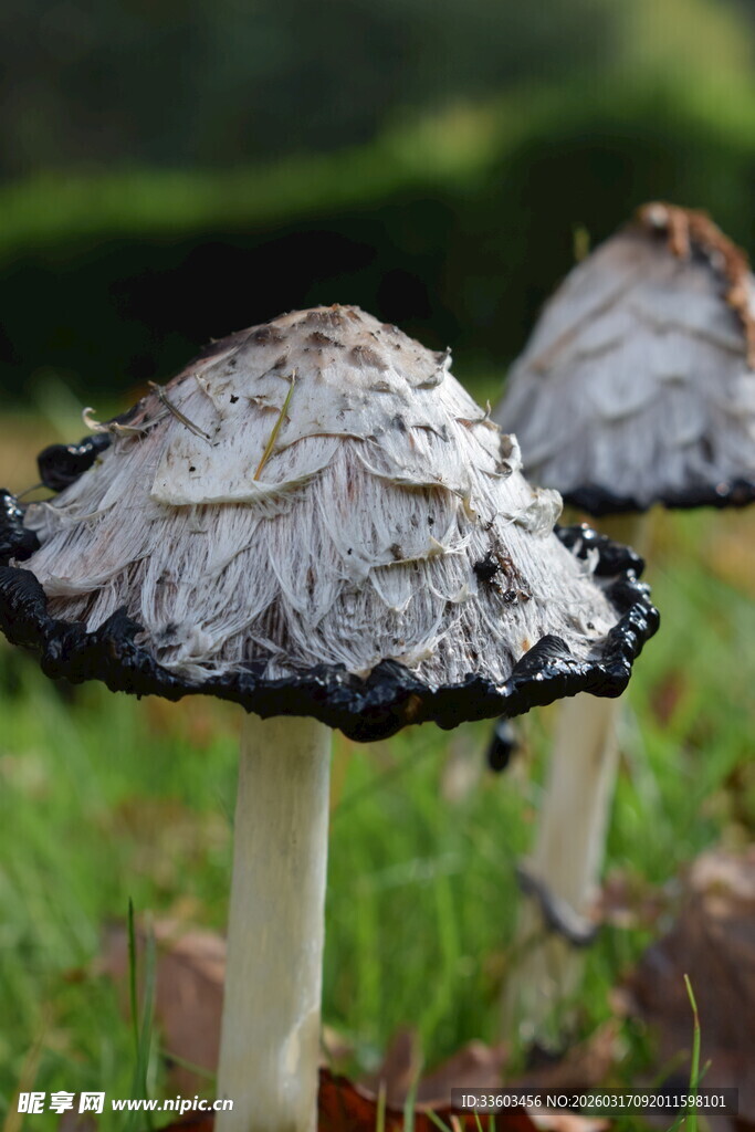 草地上的两朵别致蘑菇
