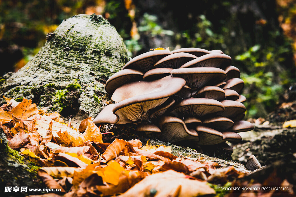 森林中的蘑菇群落