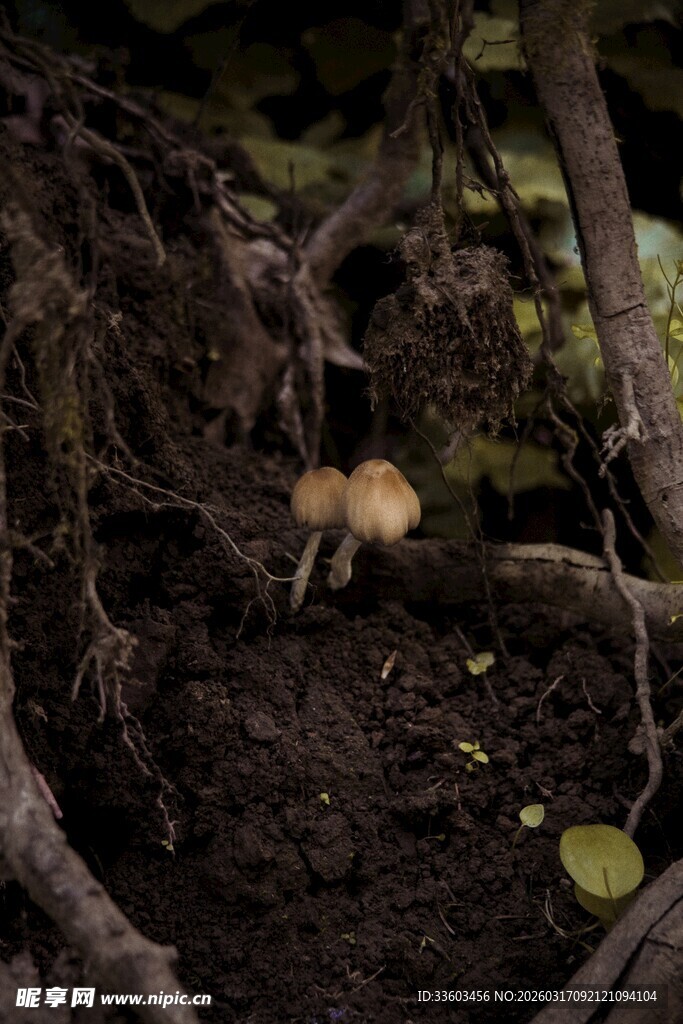 林间树根下的小蘑菇