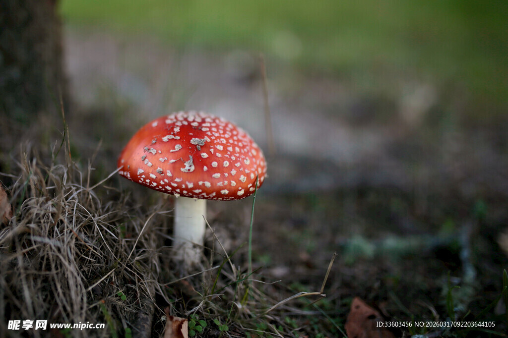 森林中的红色斑点蘑菇