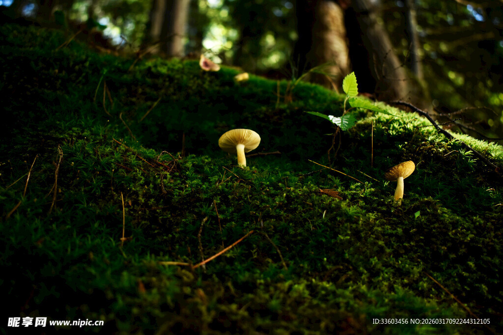 森林中生长的几株小蘑菇