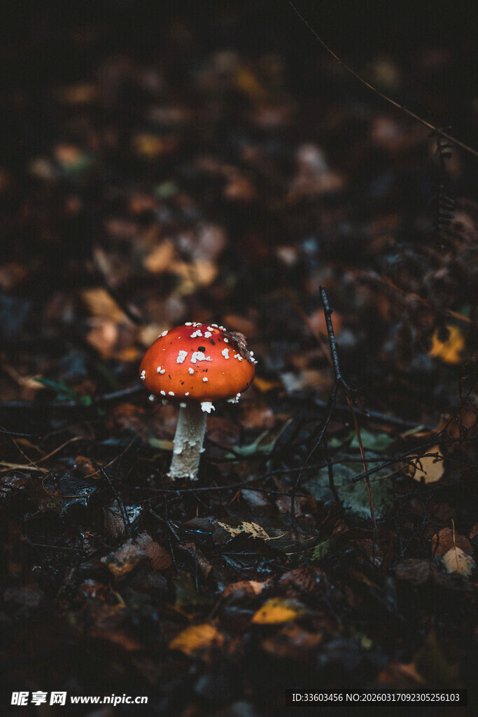 森林中鲜艳的红色小蘑菇