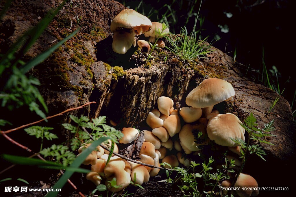 森林中生长的蘑菇群落