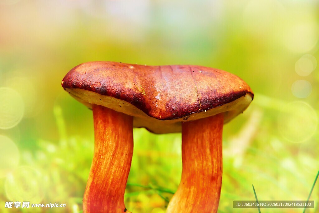 双生橙红蘑菇立草丛中