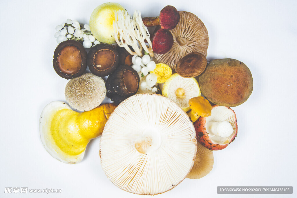 多样新鲜菌菇大集合