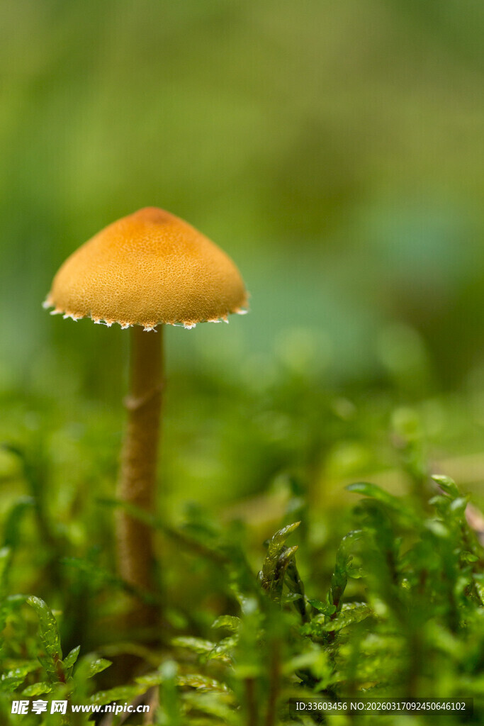 草丛中的小蘑菇