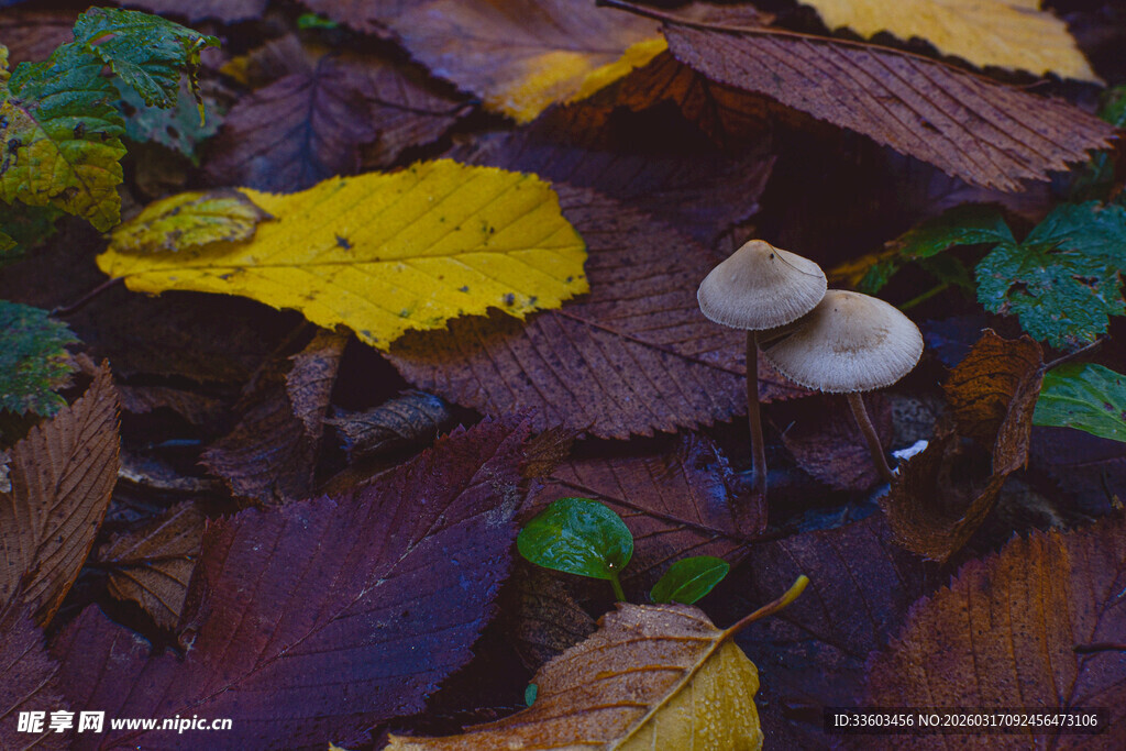 落叶间的小巧蘑菇