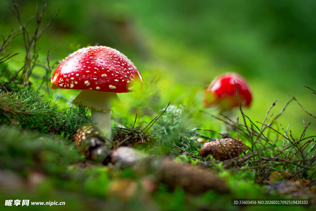 森林中的红色蘑菇特写