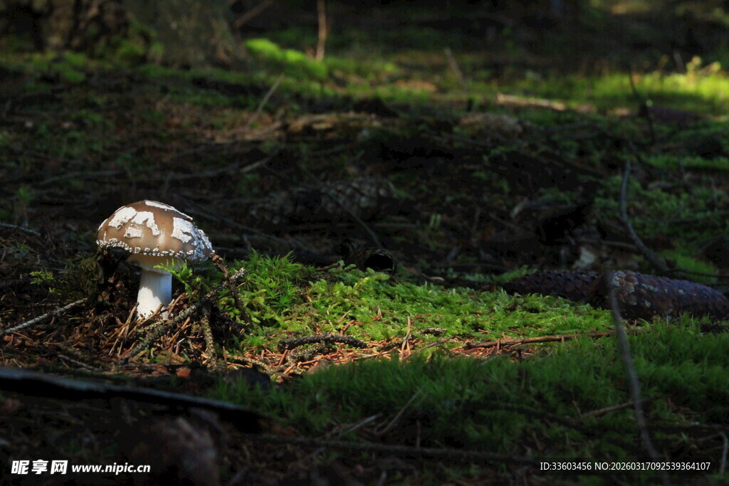 森林中的蘑菇