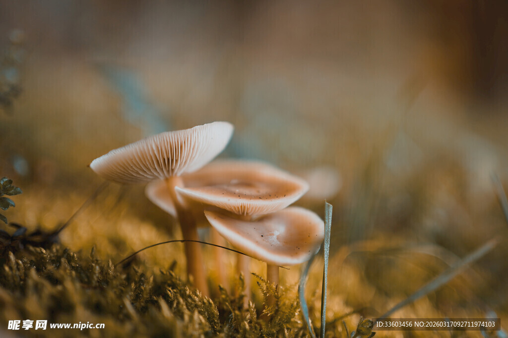 草丛中的小巧蘑菇