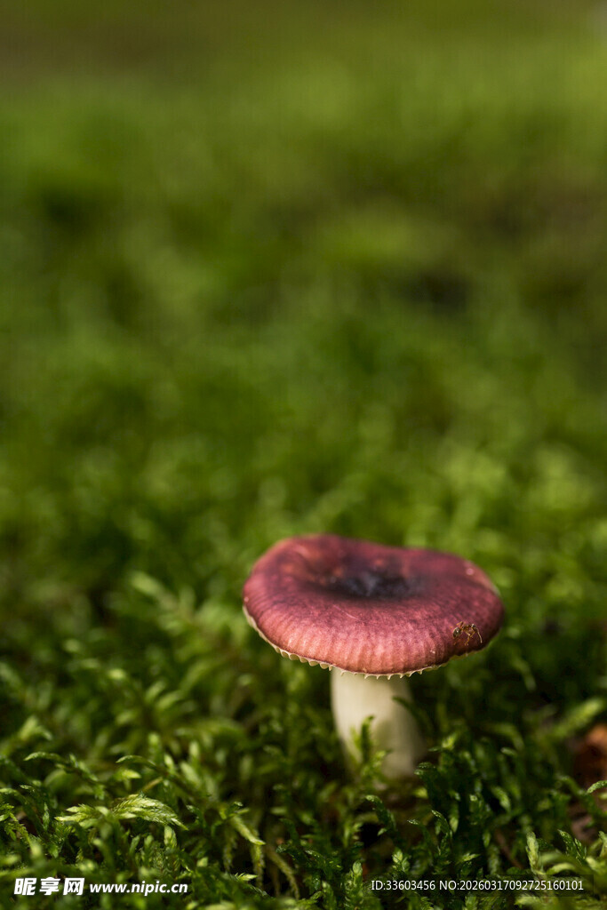 草地上的粉红色小蘑菇