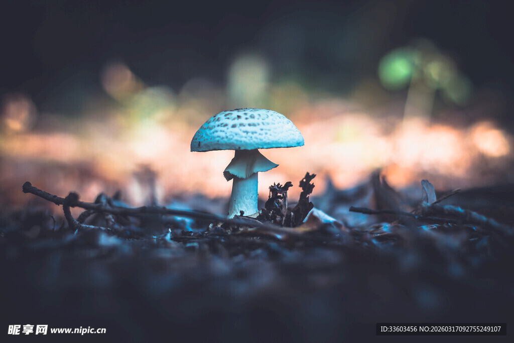 梦幻蓝蘑菇的微观世界