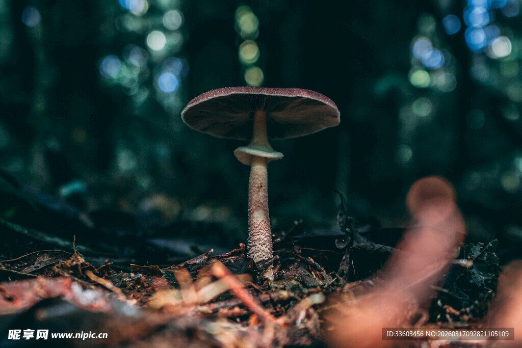 森林中的蘑菇特写