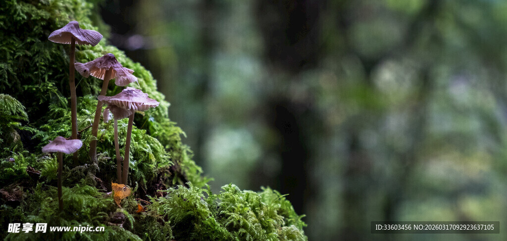 青苔上的紫色小花