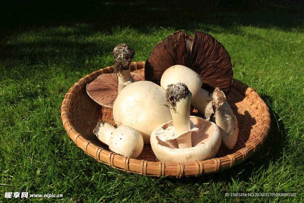 草地上竹篮里的新鲜蘑菇