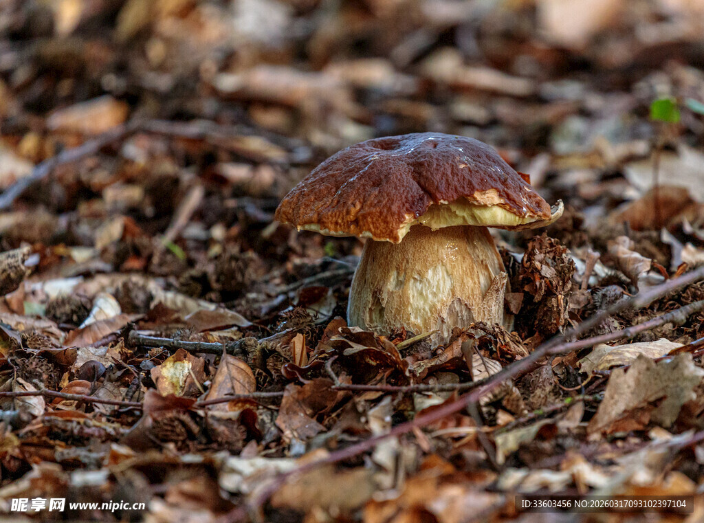 森林中生长的棕色蘑菇