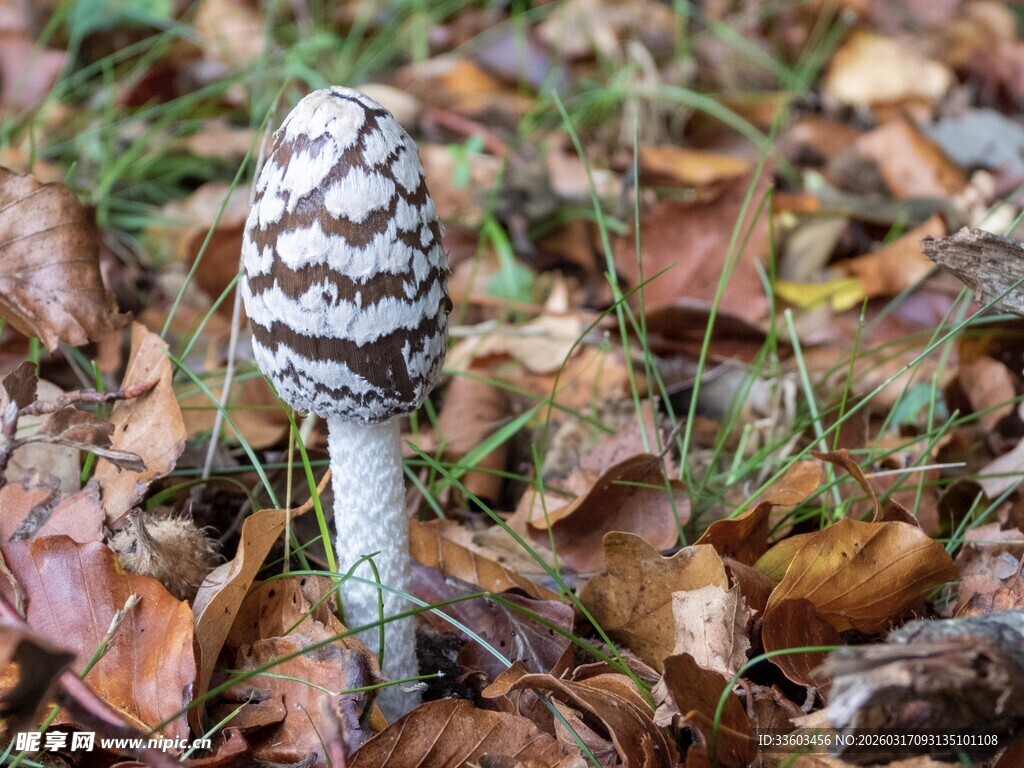 林间条纹蘑菇特写