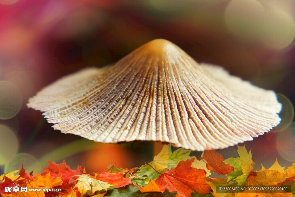 秋日蘑菇特写