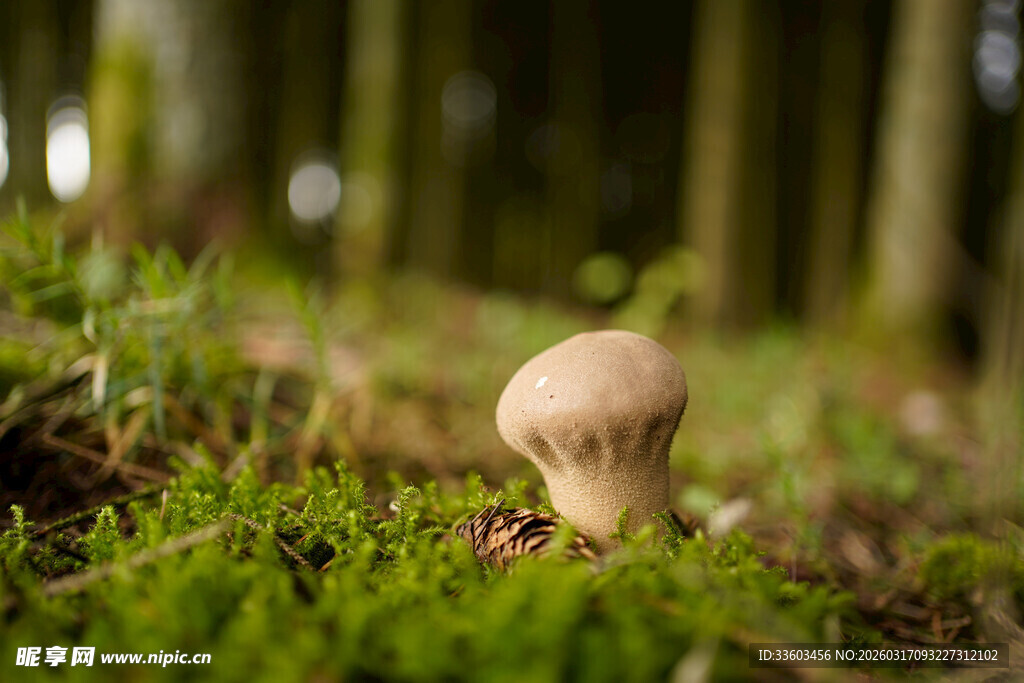 森林中可爱的小蘑菇