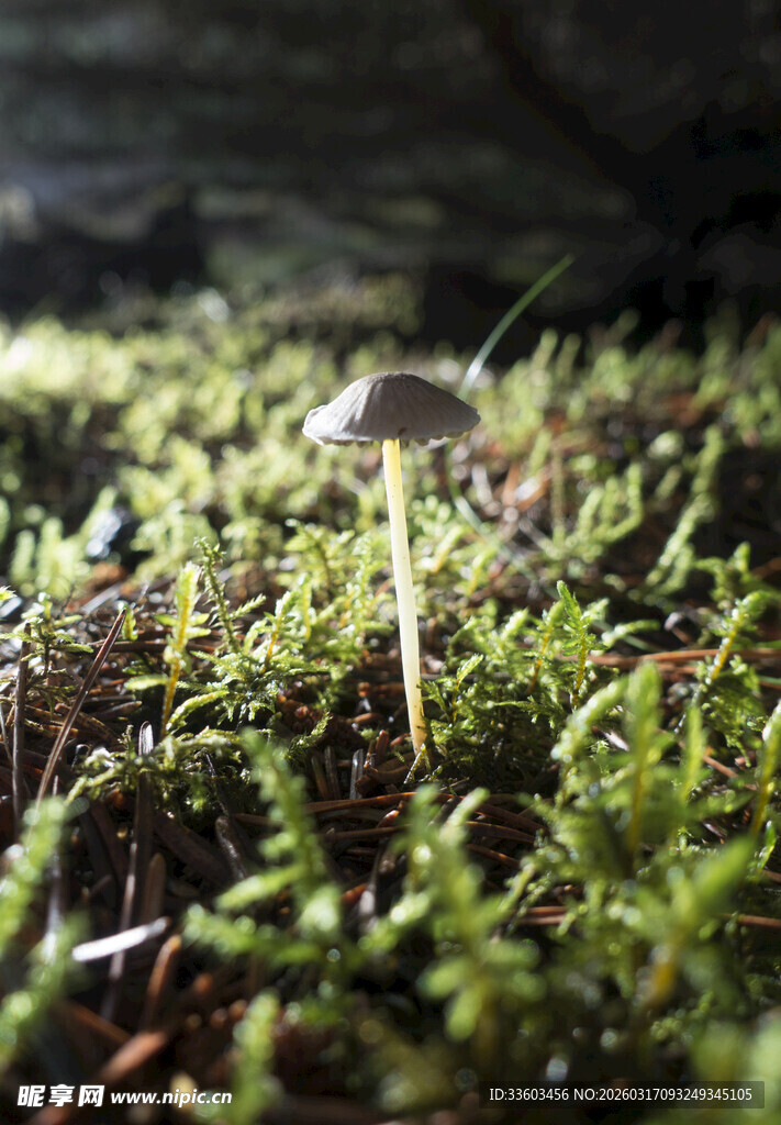 草丛中的小巧蘑菇