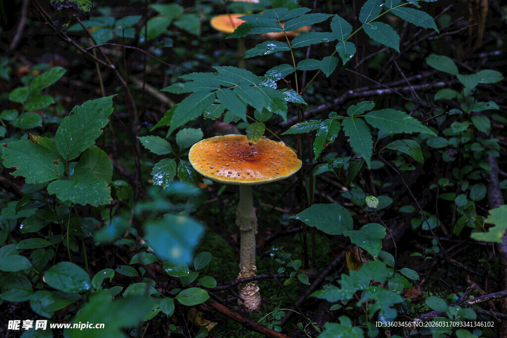 森林中的橙黄色蘑菇