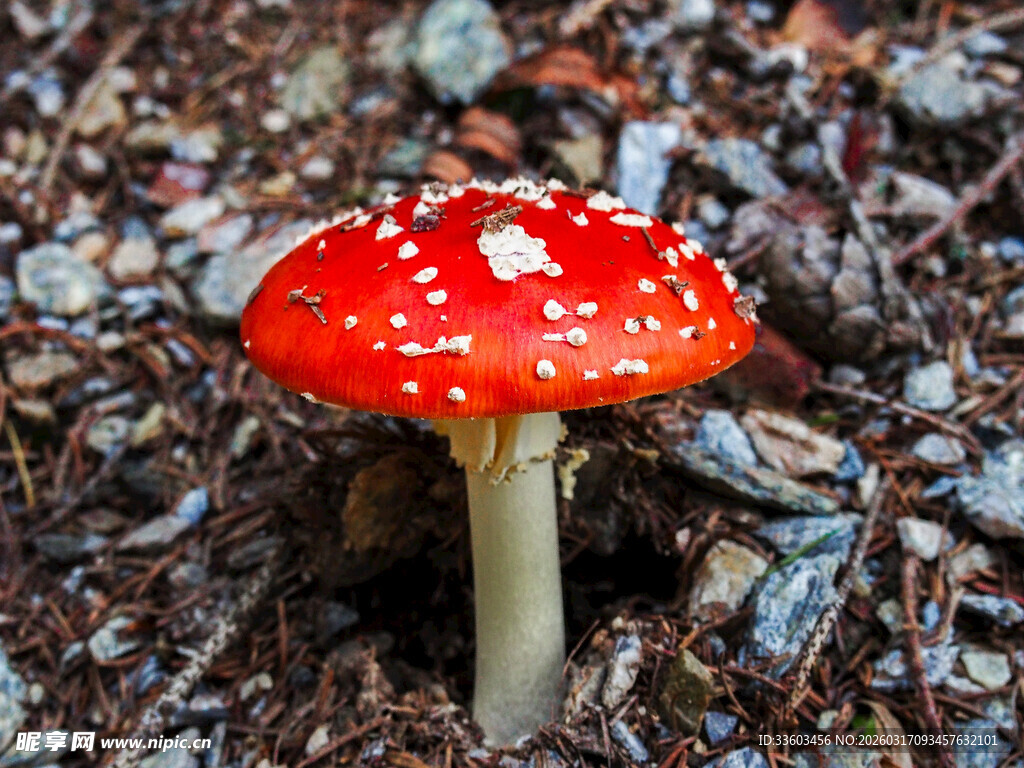 红色斑点蘑菇特写