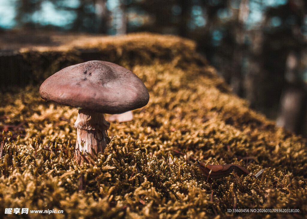森林中生长的褐色小蘑菇