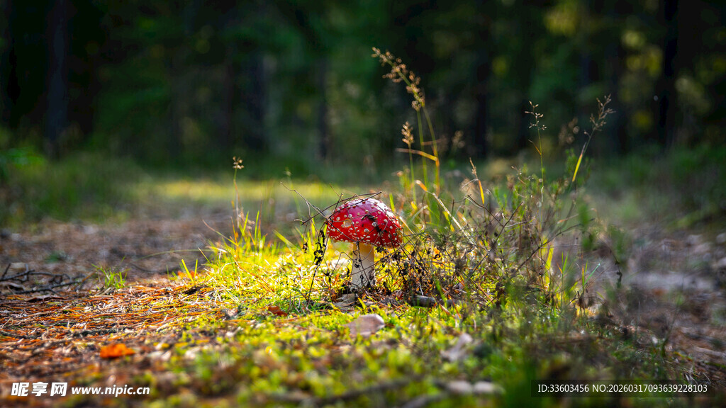 森林中发光的红色蘑菇