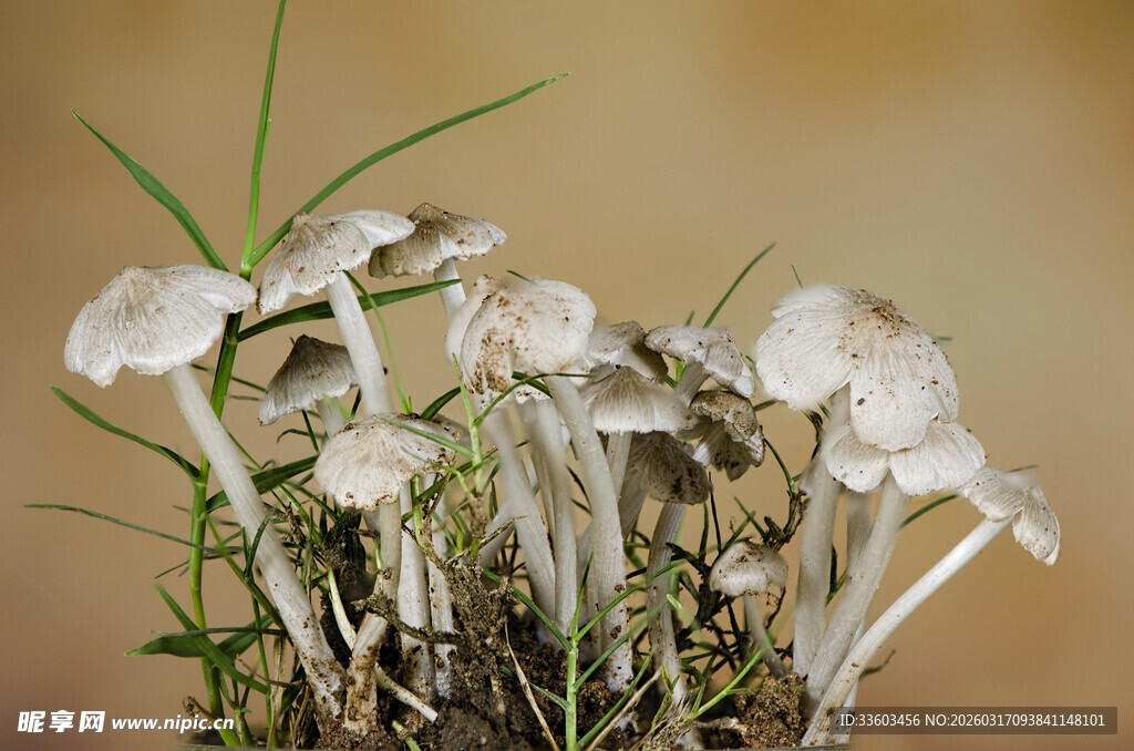 白色蘑菇特写