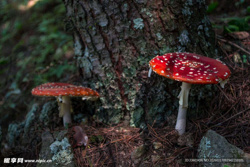 森林中艳丽的红色蘑菇