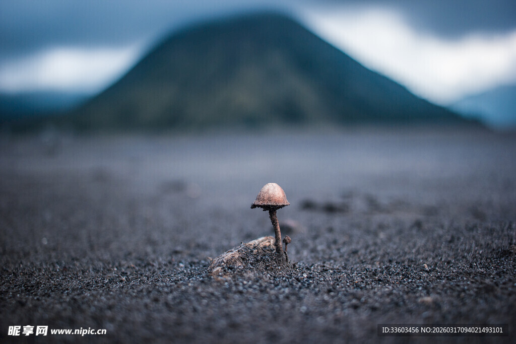 荒野中孤独生长的小蘑菇