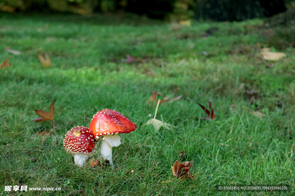 草地上的鲜艳红蘑菇