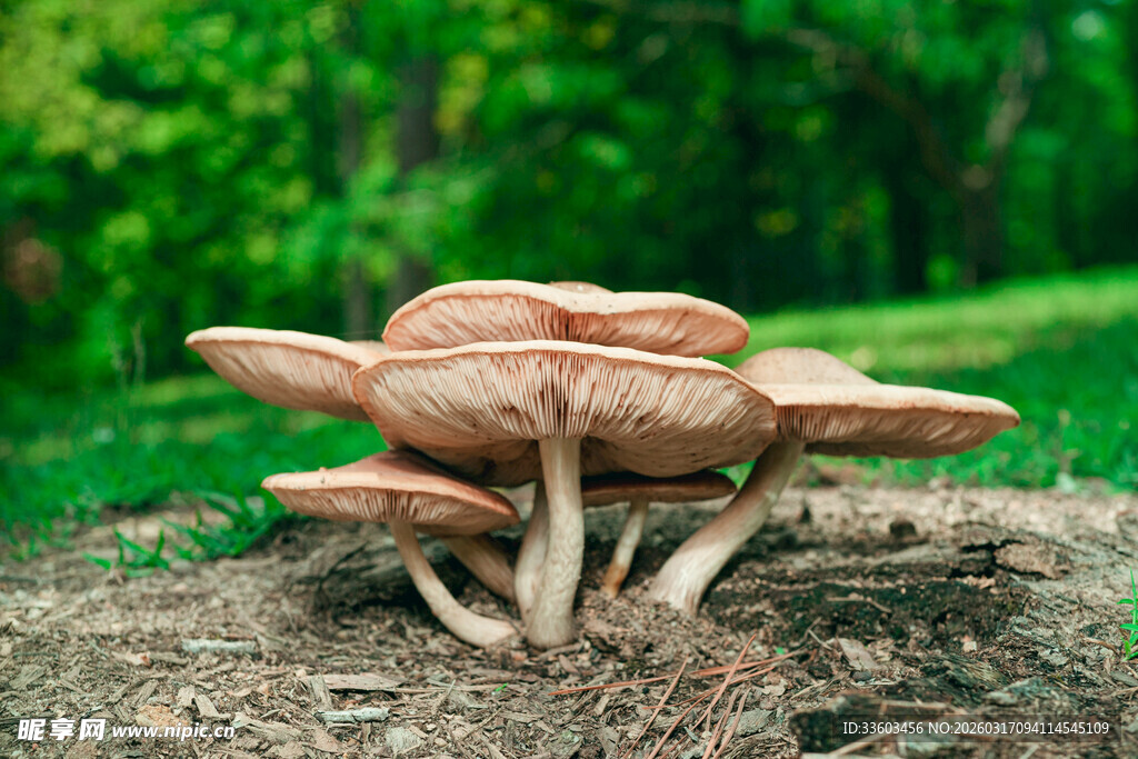 森林中生长的蘑菇群