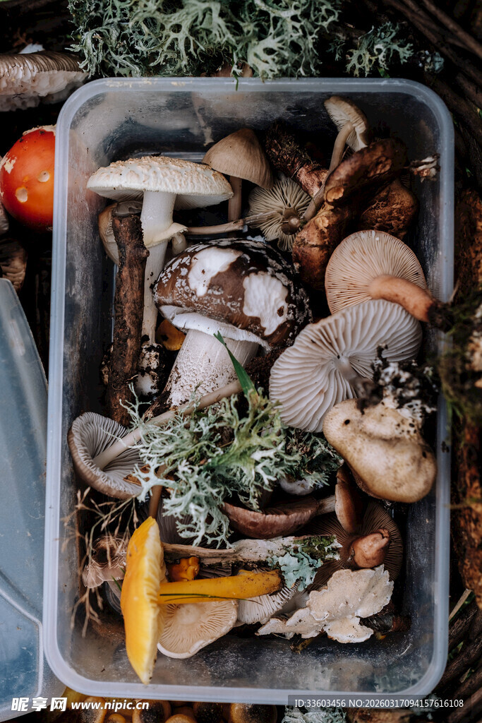 多样野生菌收纳于盒中