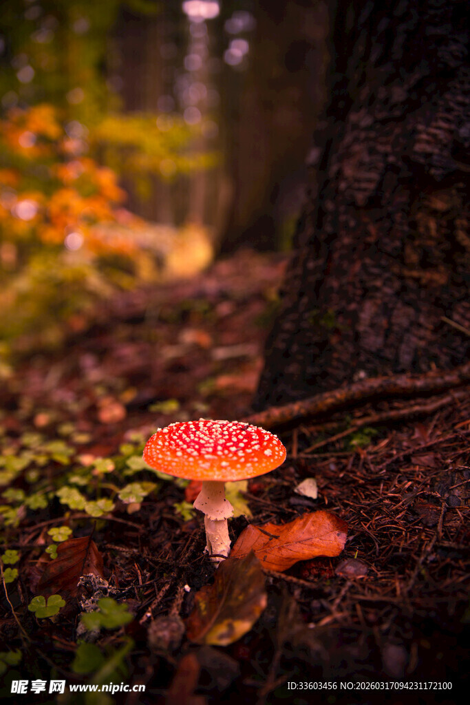 森林中艳丽的红蘑菇